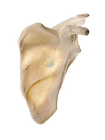 Scapula (shoulder blade) model